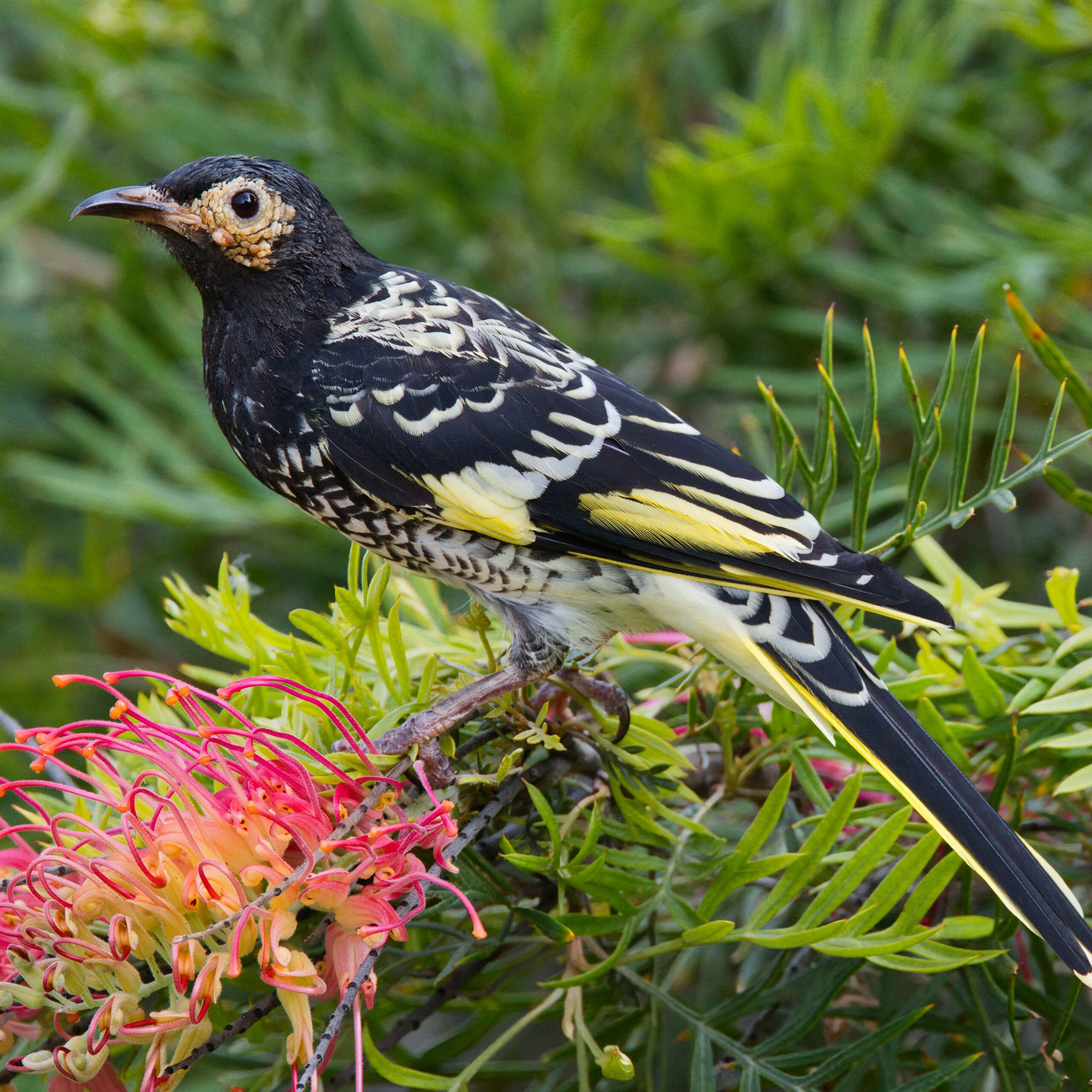 A black, yellow, and white bird perches on a branch wreathed with pink flowers and bright leaves.