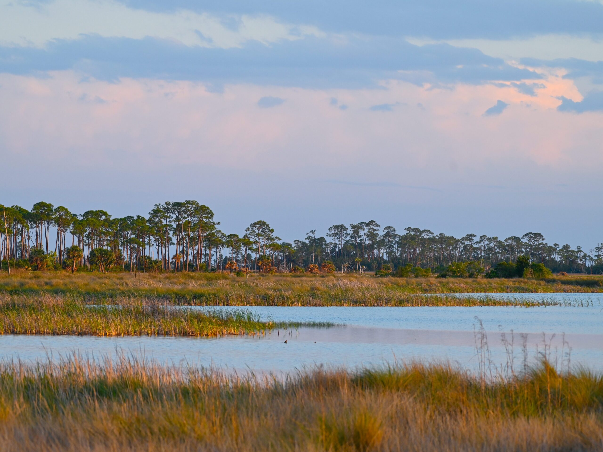 Dusk settles over a long, flat stretch of marshland, backgrounded by thin trees.