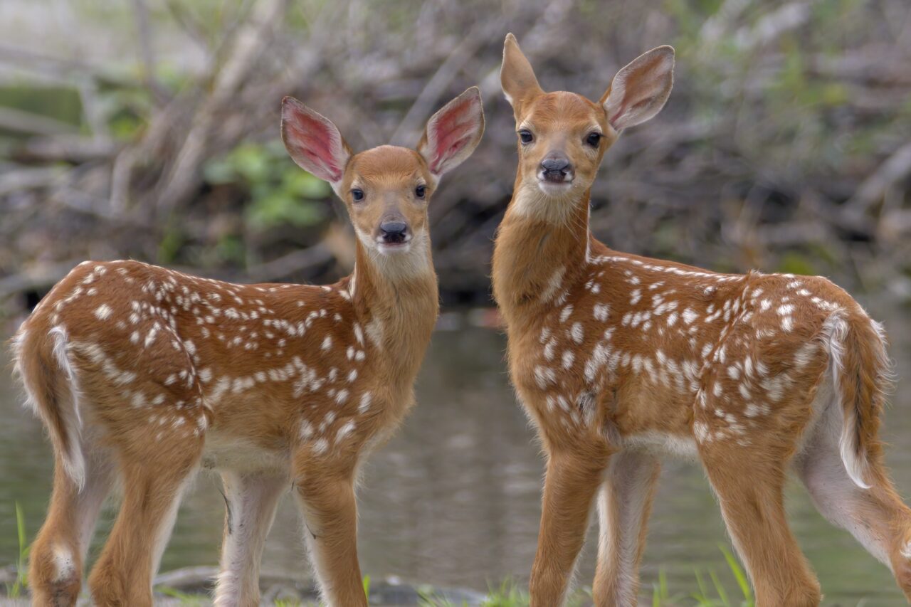 Two brown deer with white spots stand beside each other, looking at the camera.
