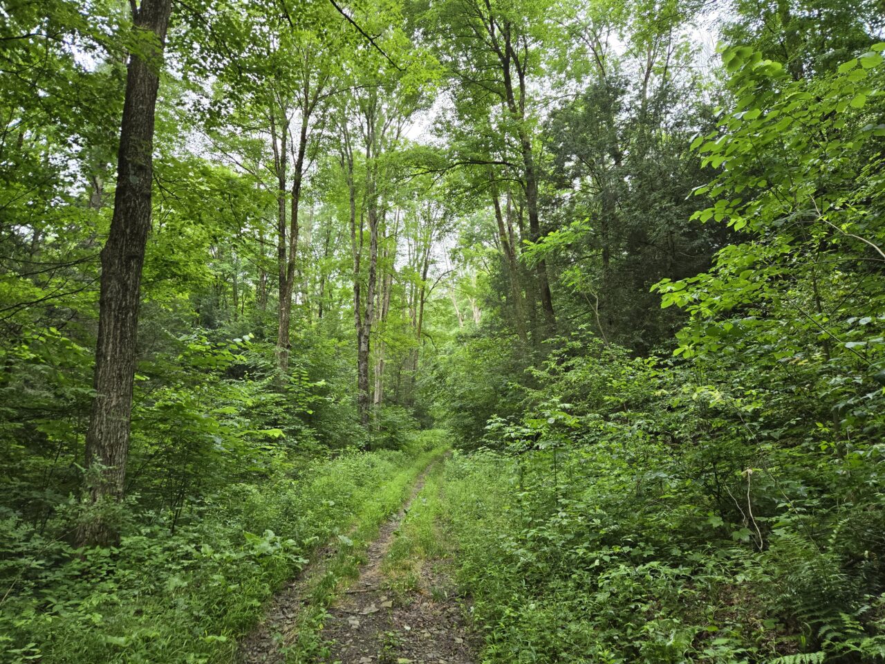 A trail runs through a thick, green forest.