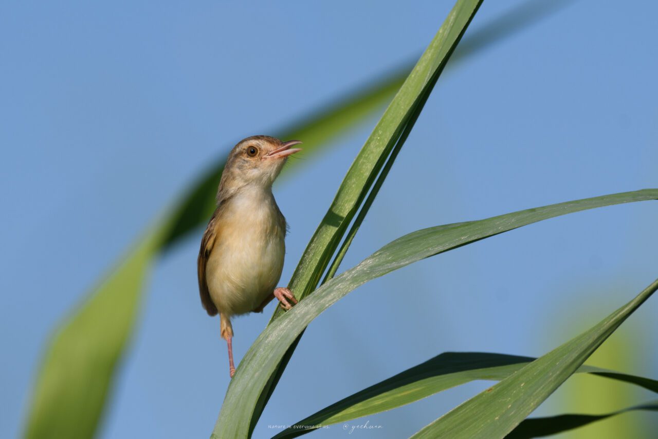 A small brown bird perches on a tall green plant.