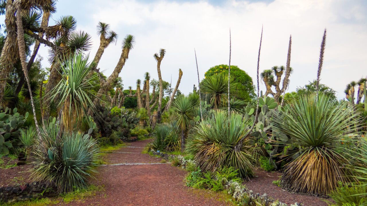 A garden full of cacti, with a large walking path running through the center.