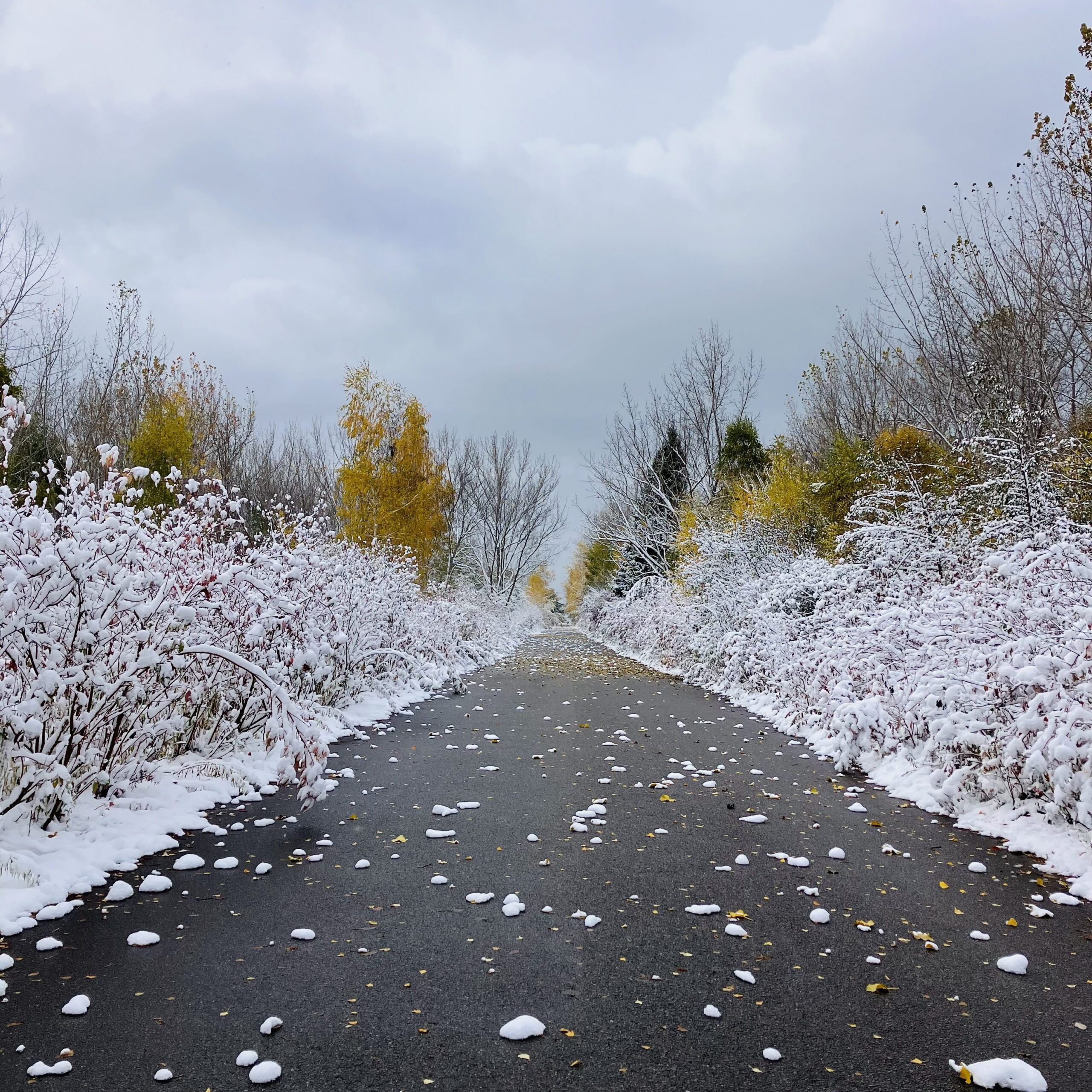 A paved path through snowy shrubland.