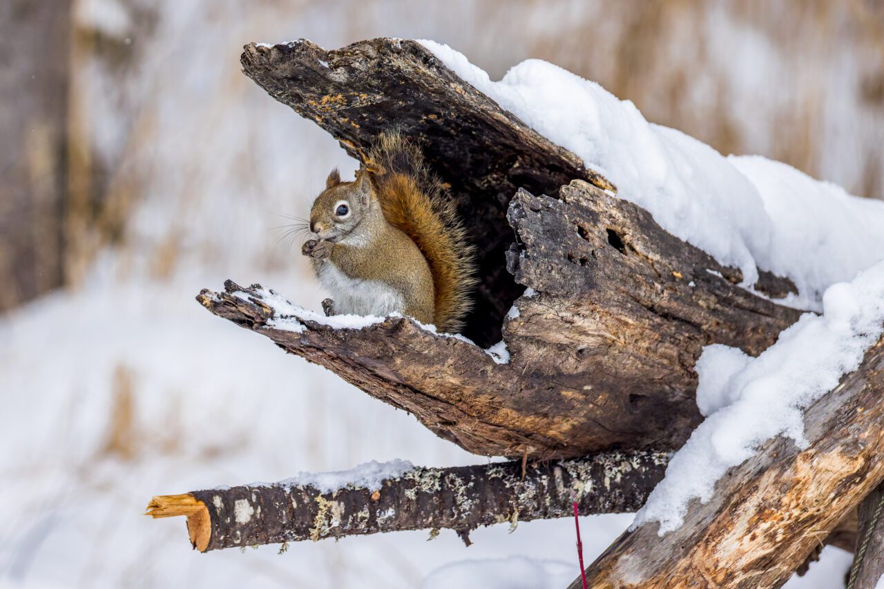 A red squirrel sits in the edge of a hollow log.