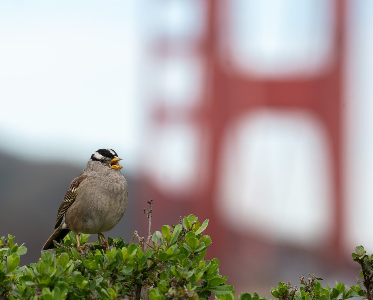 A brown bird with a black and white head sits in front of a red structure.