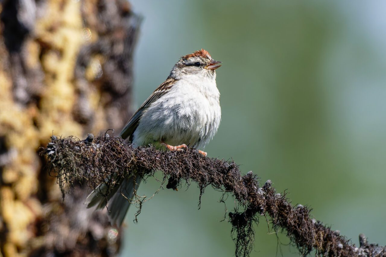A fluffy, white-bellied bird perches on a tangled branch.