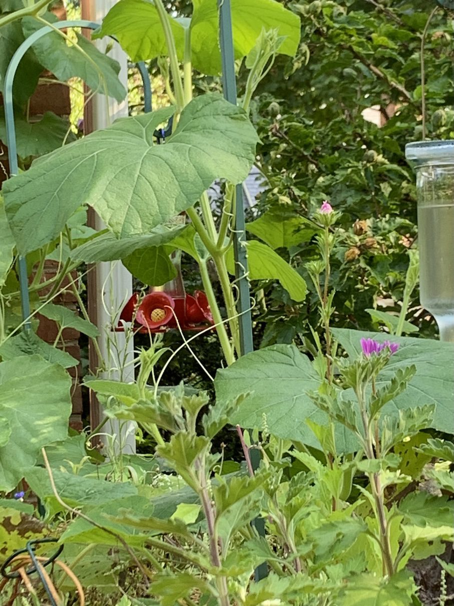 habitat for hummers