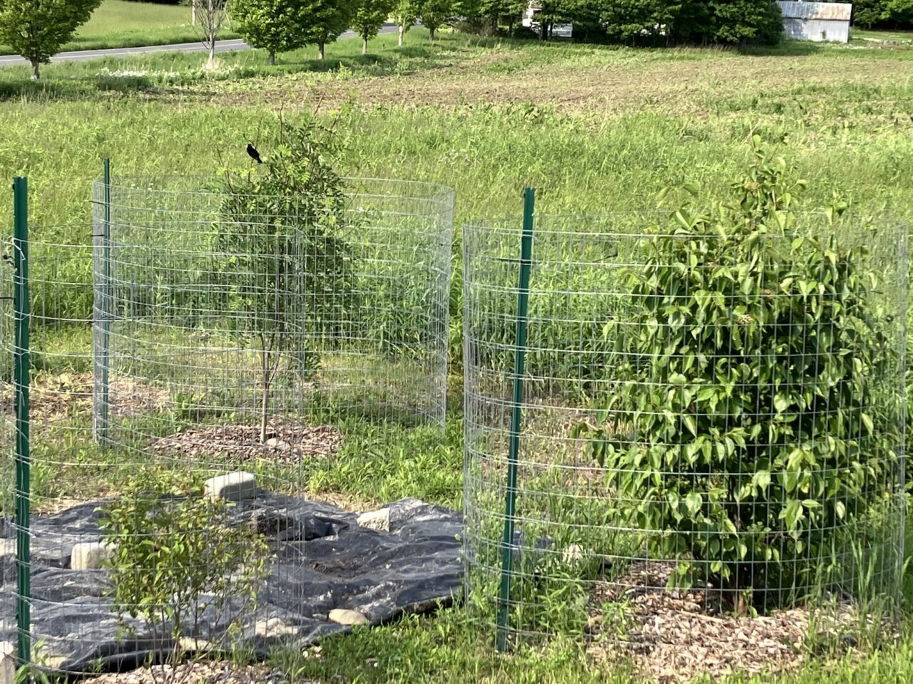 Two shrubs are shown in a garden, each surrounded by mesh fencing.