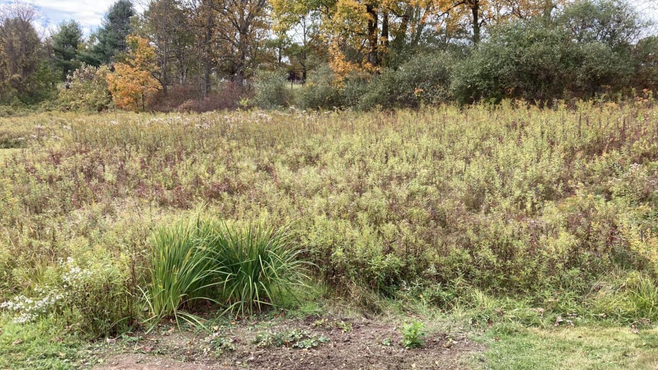 The same lawn as the previous picture, now covered in native vegetation.