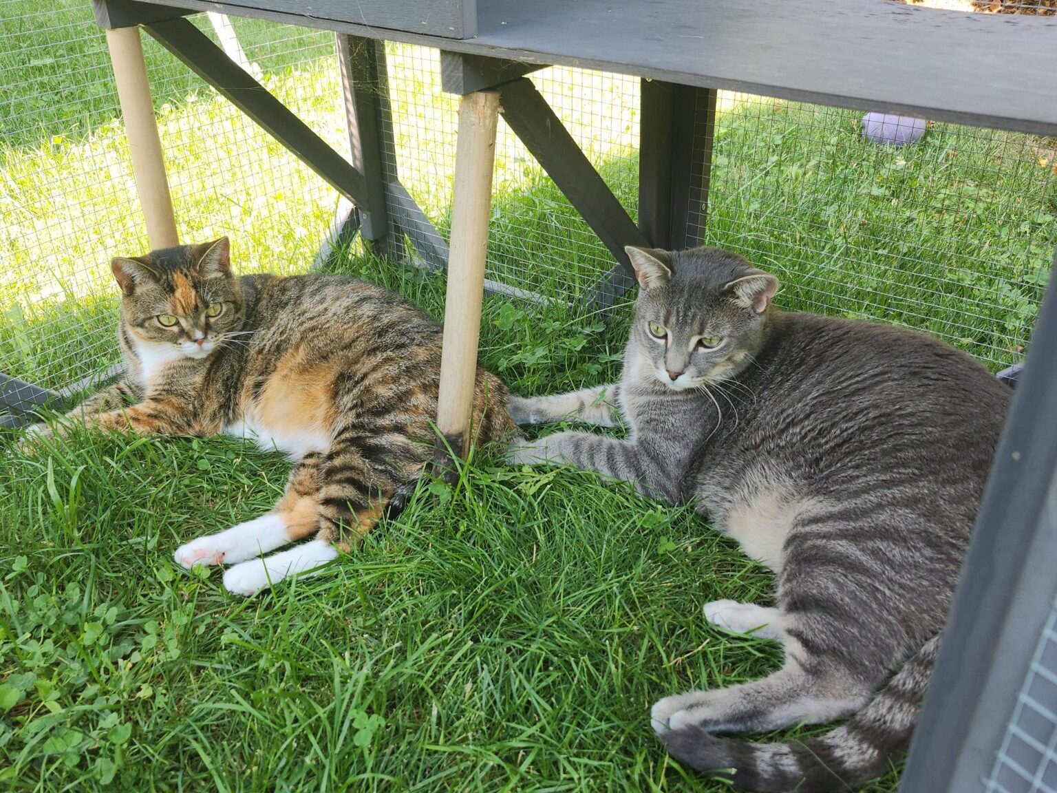 Two cats sit in an enclosure in a grassy yard.