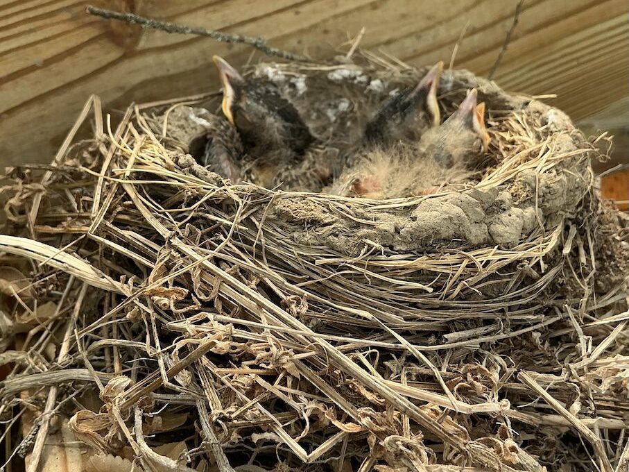 baby robins in nest.