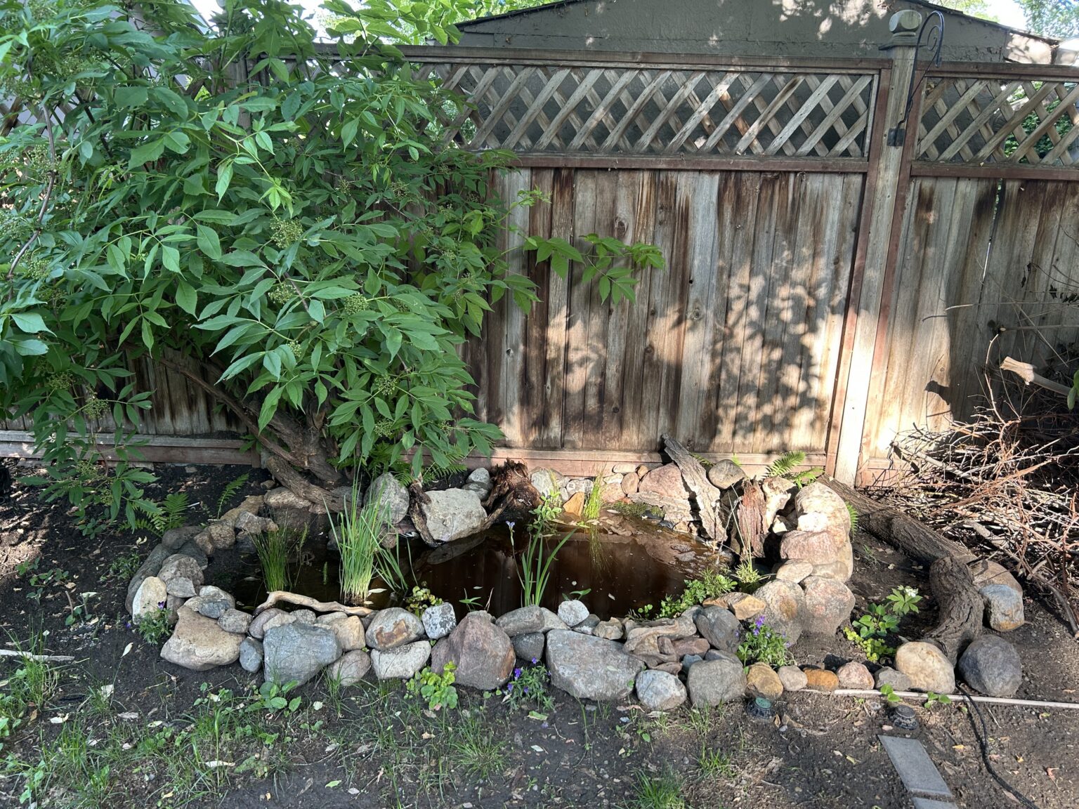 A small pond sits against a fence, surrounded by a stone border and filled with aquatic vegetation.