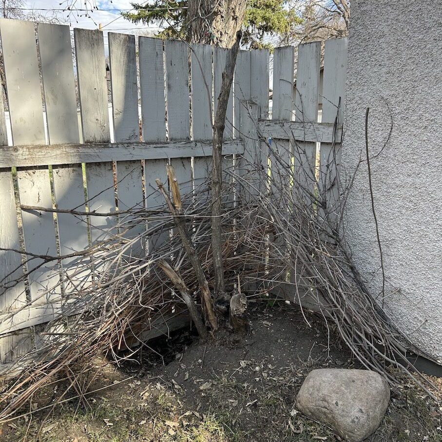  brushpile by fence.