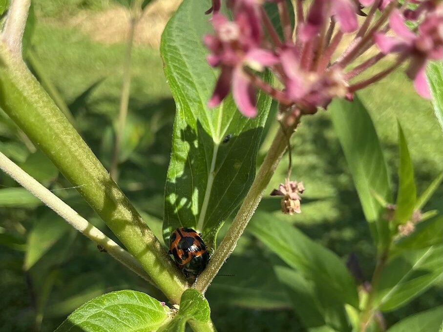 beetle on swamp milkweed