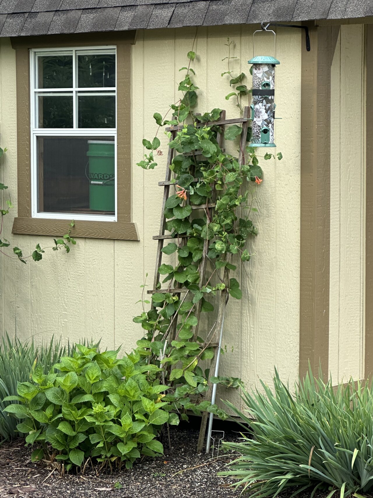 trellis