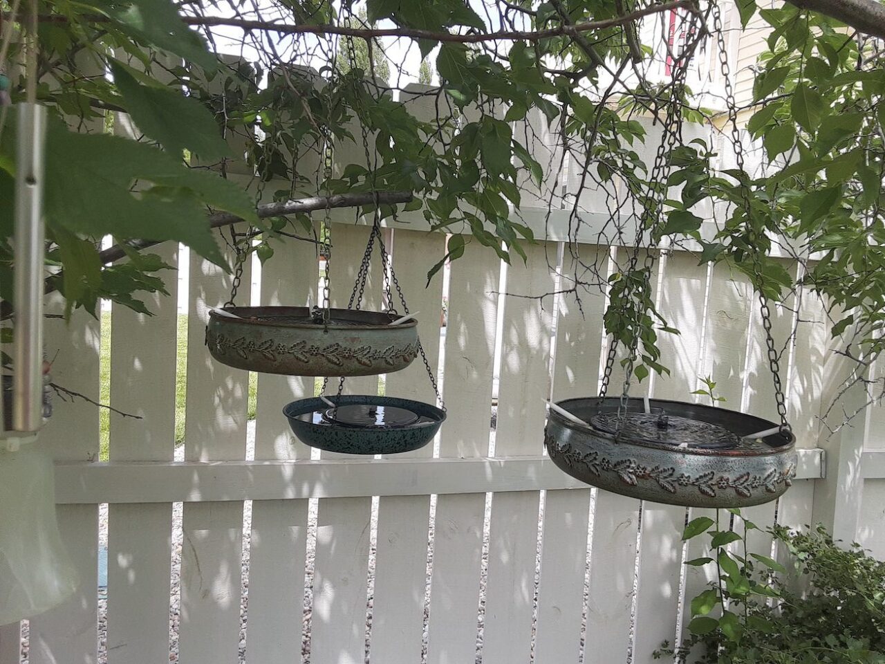 Three metal bowls hang from a tree branch, each filled with water.
