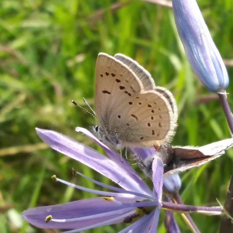 A white moth with dark brown spots perches on a purple flower. 