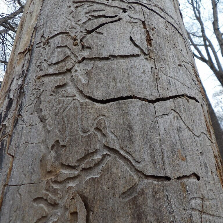 A tree trunk is engraved with shallow channels, spreading across and up the trunk. 