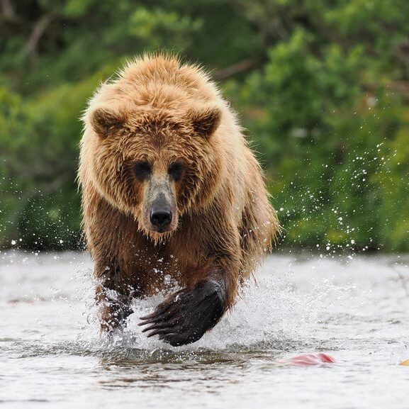 A brown bear splashes its paw in a river.