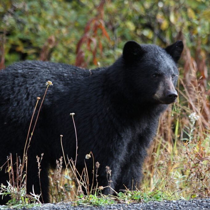 A black bear stands among vegetation.