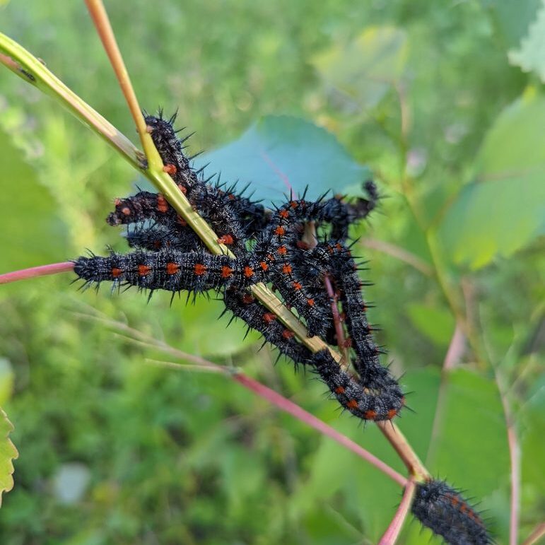 A cluster of red-spotted black caterpillars clings to a plant stem. 