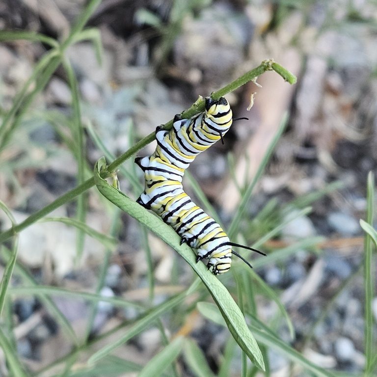 A yellow, white, and black striped caterpillar clings to a plant stem. 
