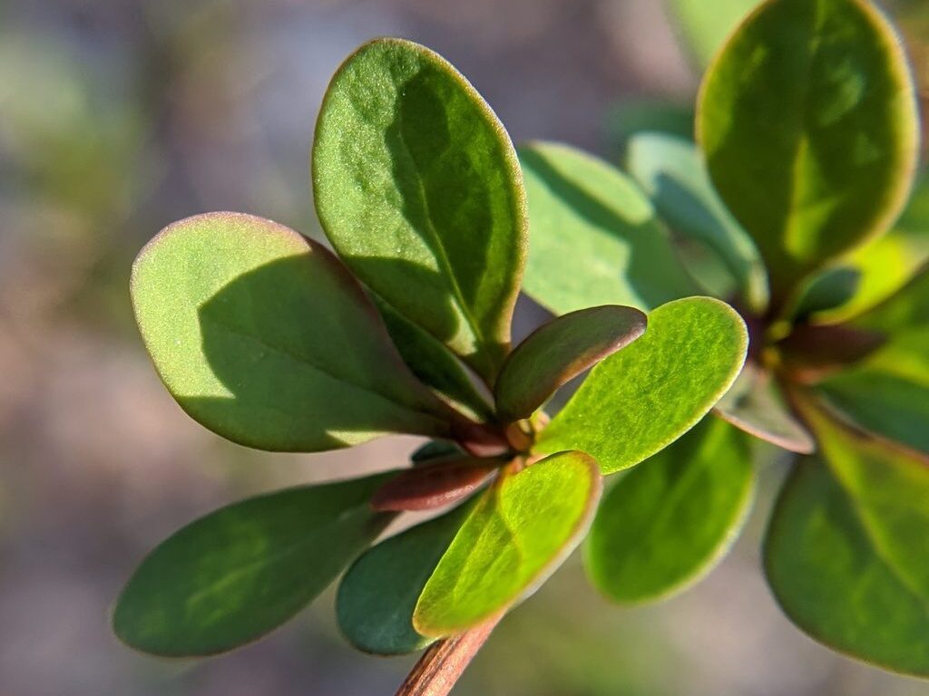 A plant with thin and round leaves and a brown stalk is displayed.