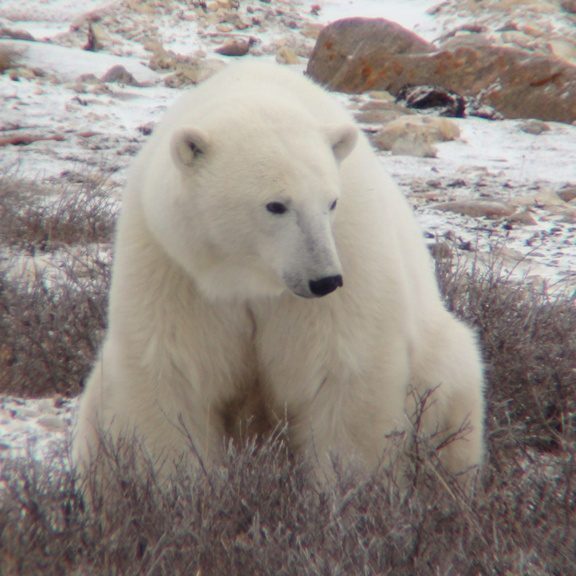 A white bear sits among low vegetation.