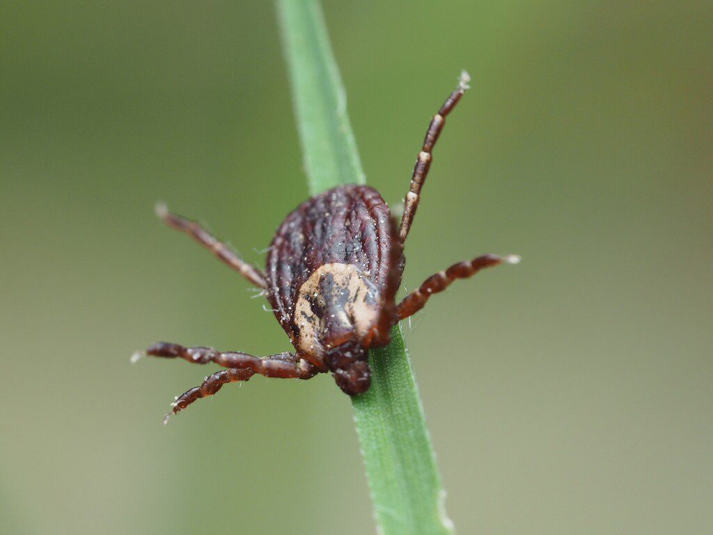 A brown tick sits on a green plant stalk.