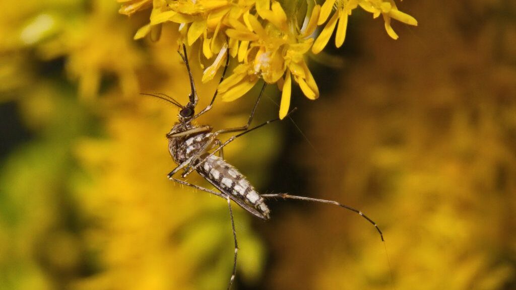 A mosquito clings to a clump of yellow flowers.