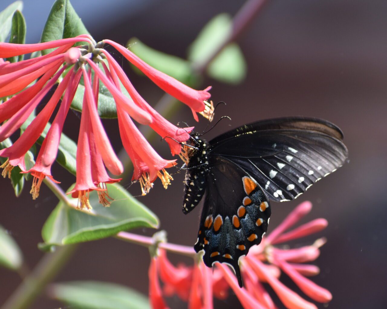 butterfly on flower