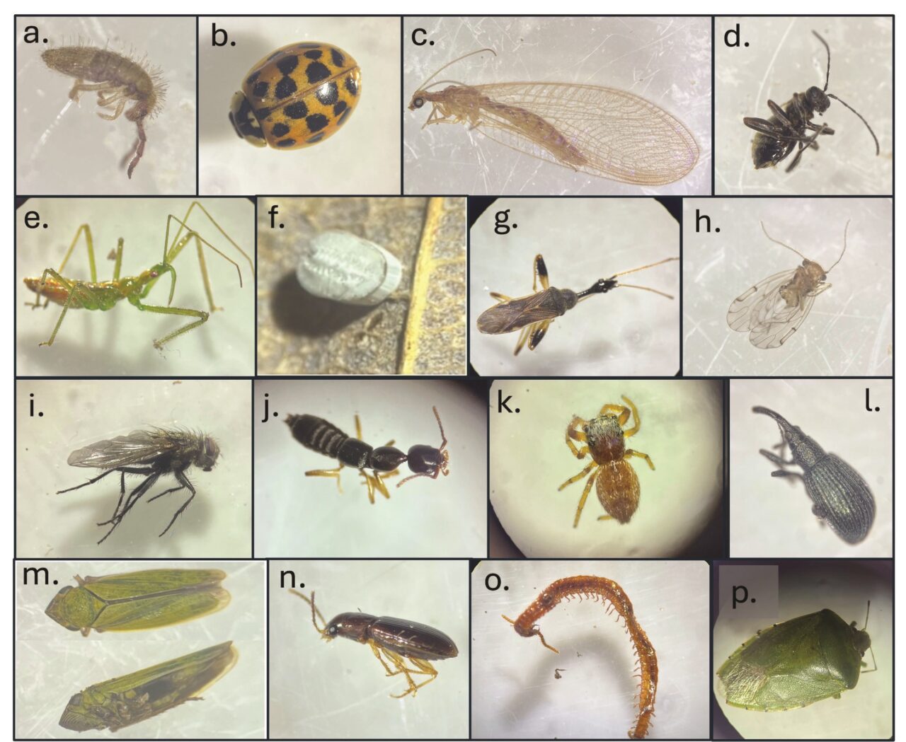 A diagram displaying sixteen different insects.