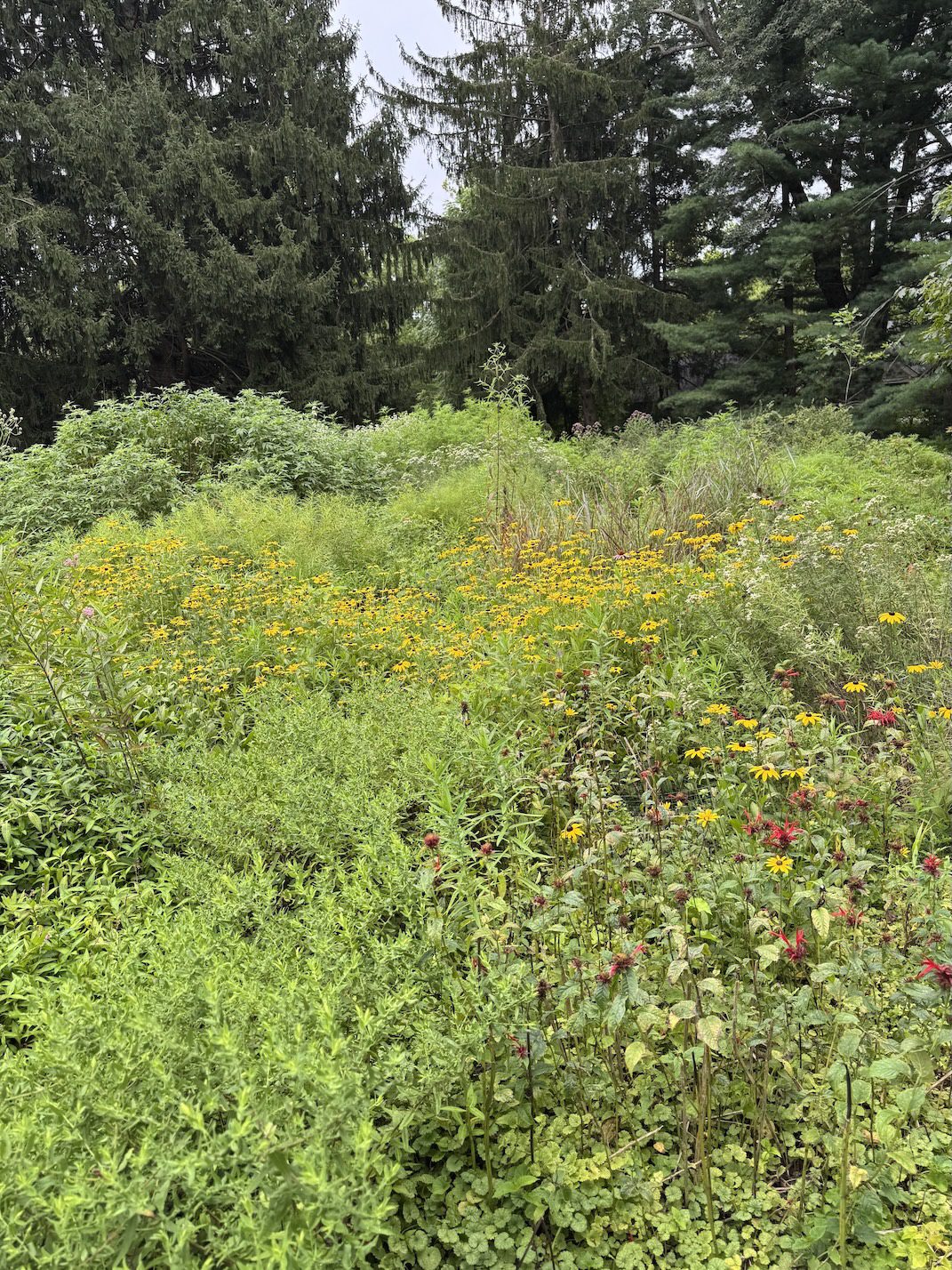 blooming backyard
