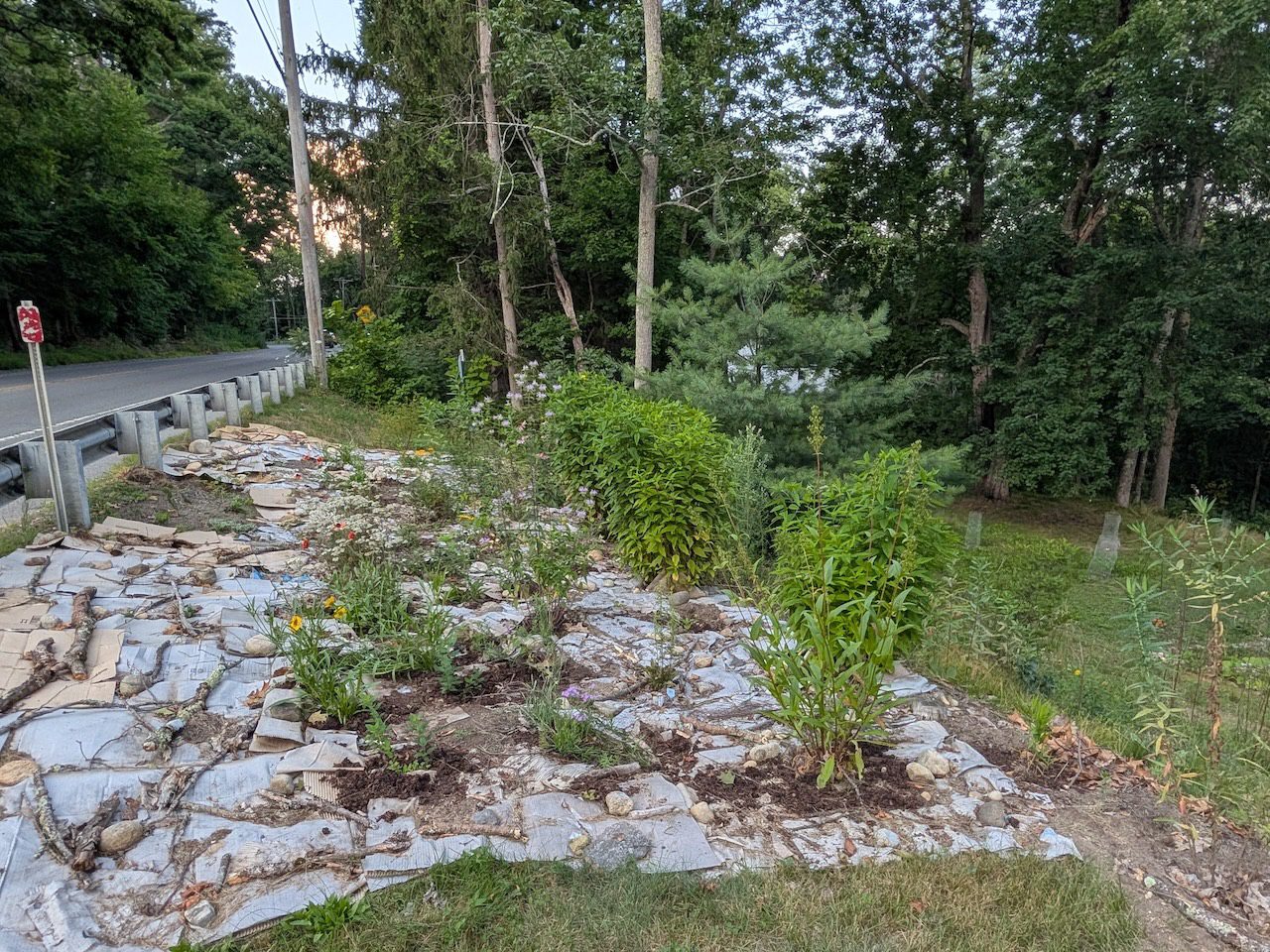 cardboard with native plants coming up
