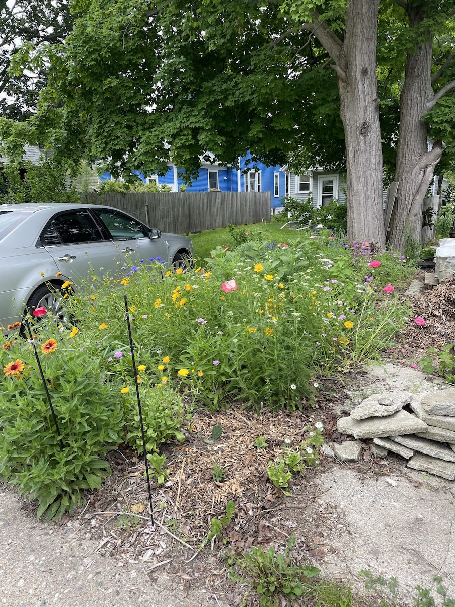 Garden is establishing