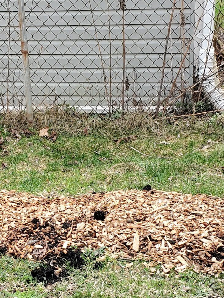 mulched space for plants