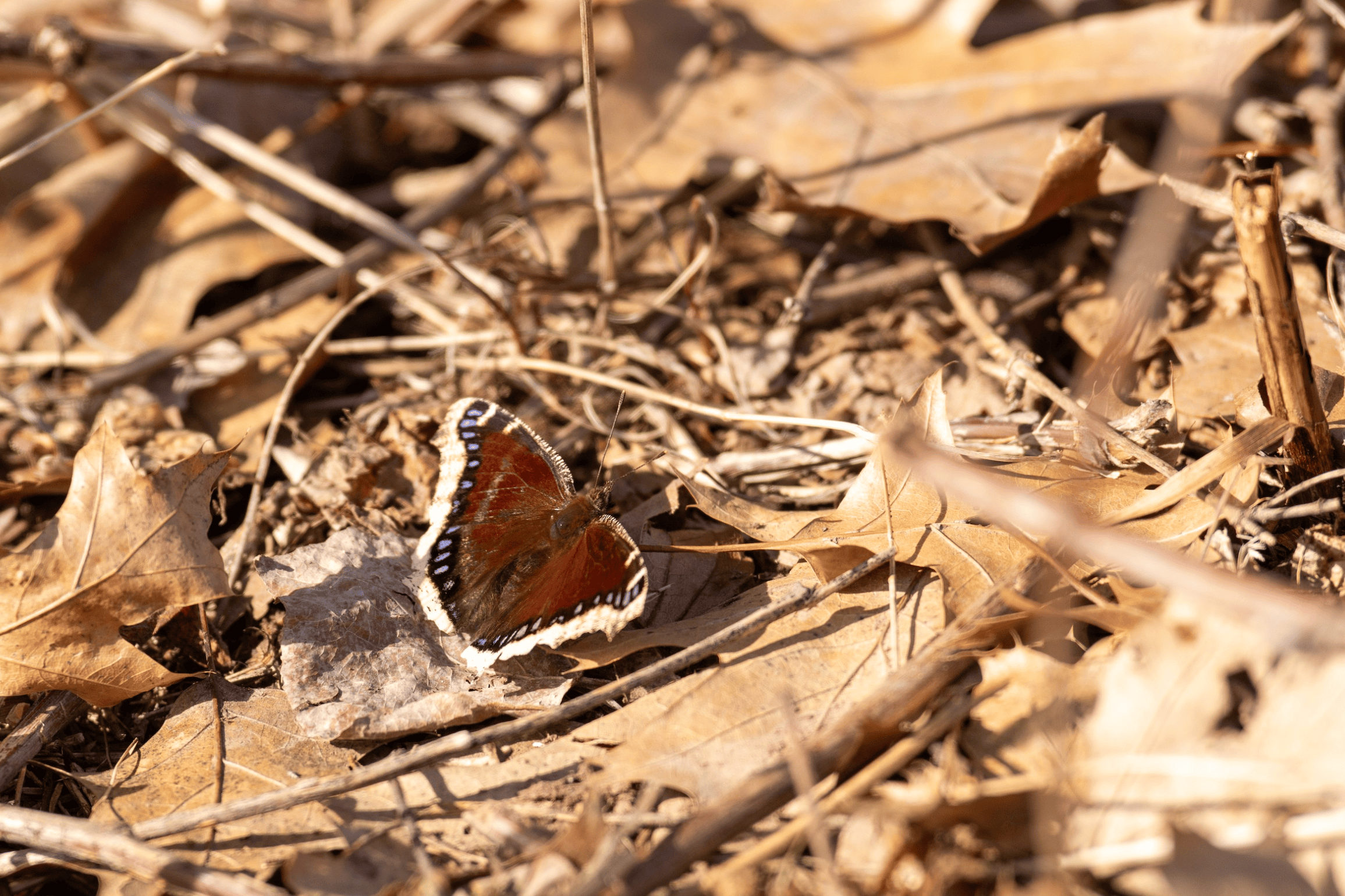 mourning cloak butterfly