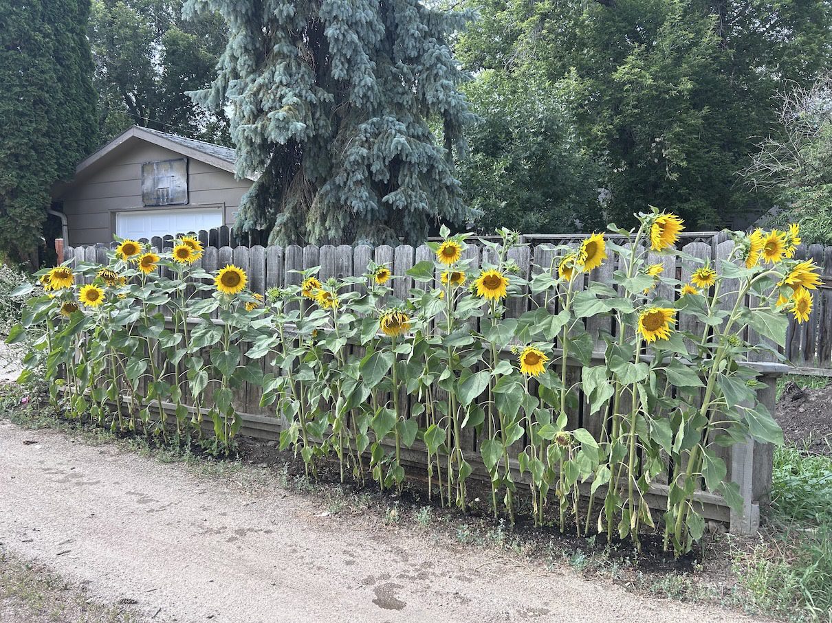 fence line with sunflowers