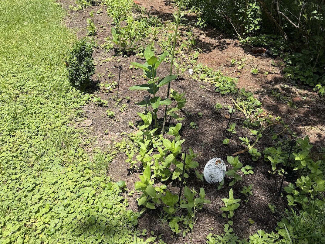 milkweed, yarrow, zinnias