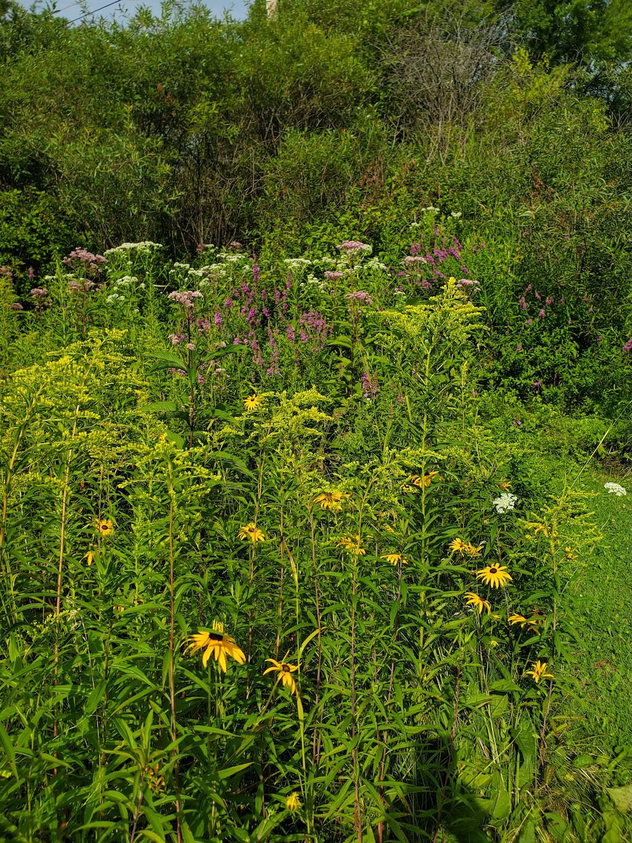 asters, pyeweed coming in