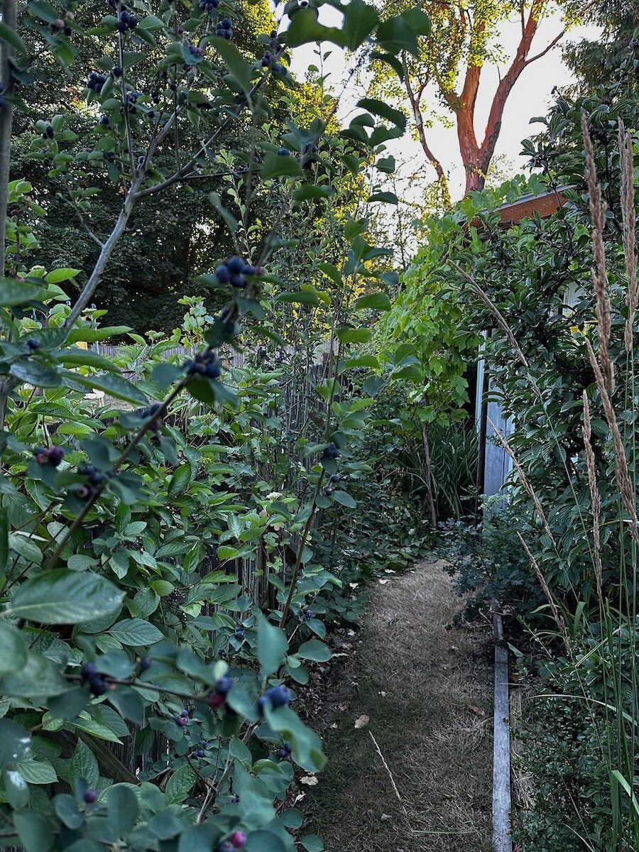 fence line with bushes and berries