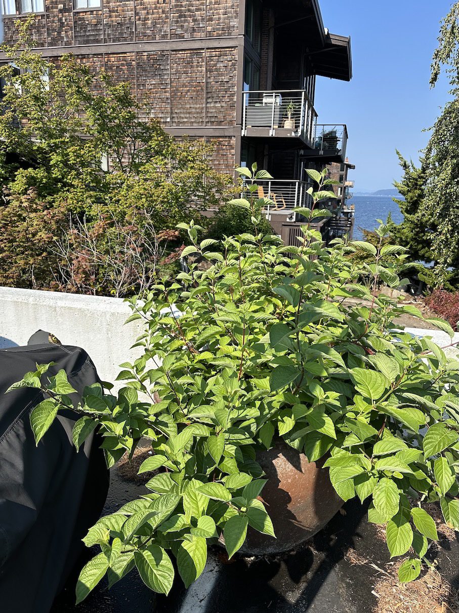 pot with thriving dogwood
