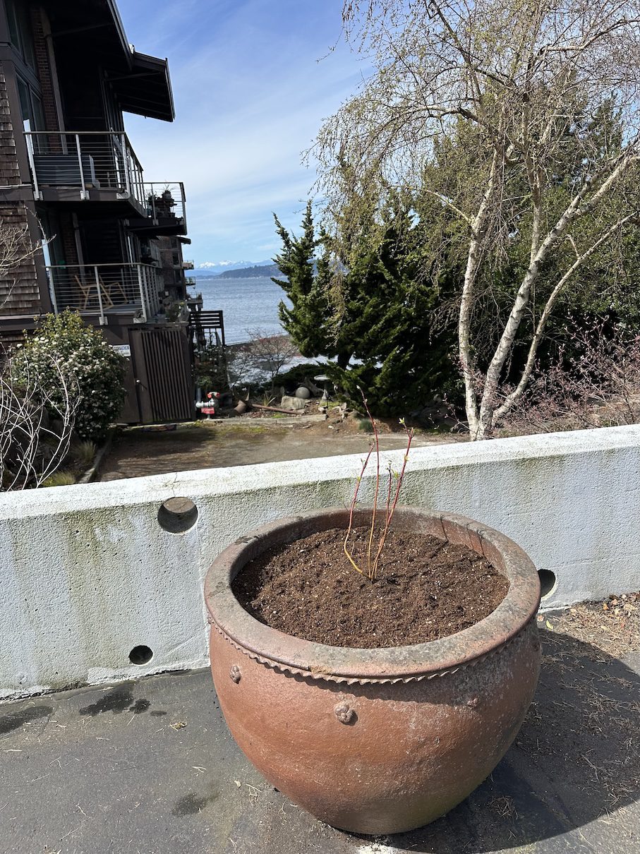 pot with small dogwood