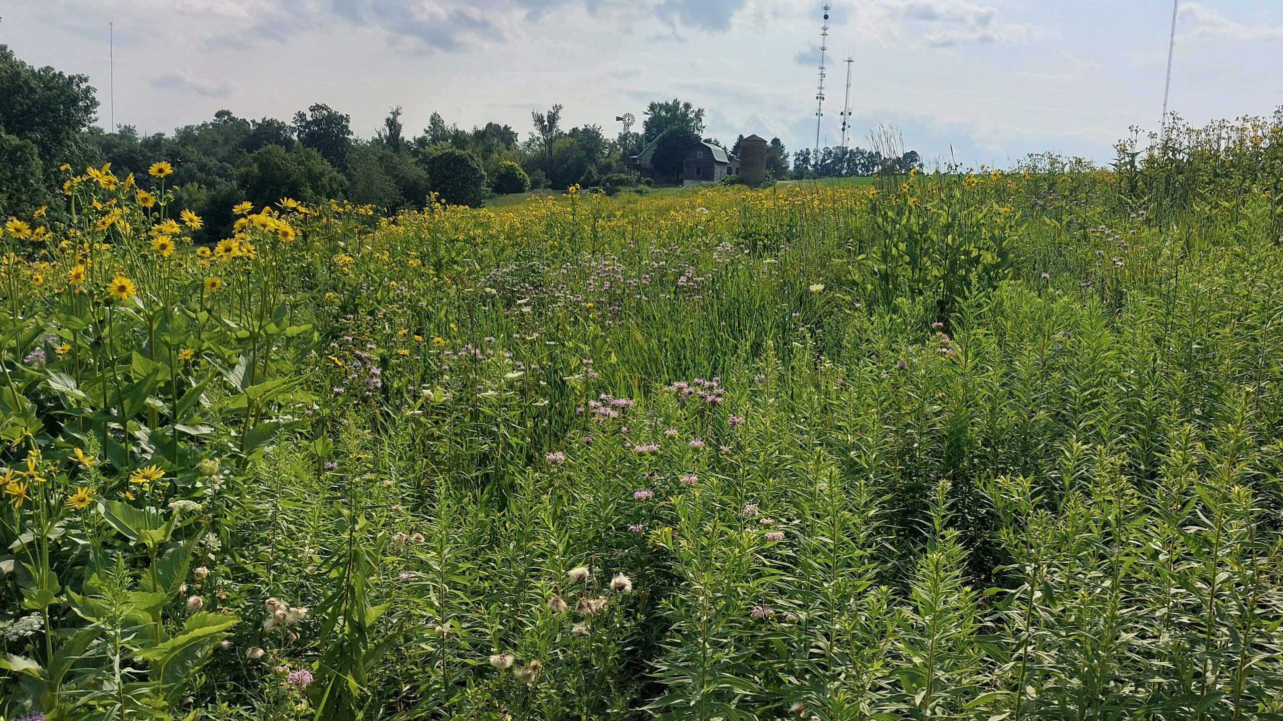 field filled with blooming flowers